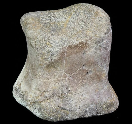 Hadrosaur Toe Bone - Alberta (Disposition #-) #71658